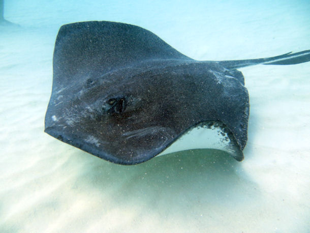 Stingray City