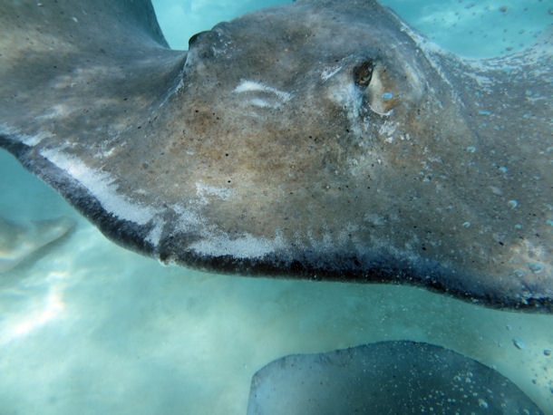 Southern Stingray Dasyatis americana