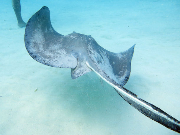 Stingray City