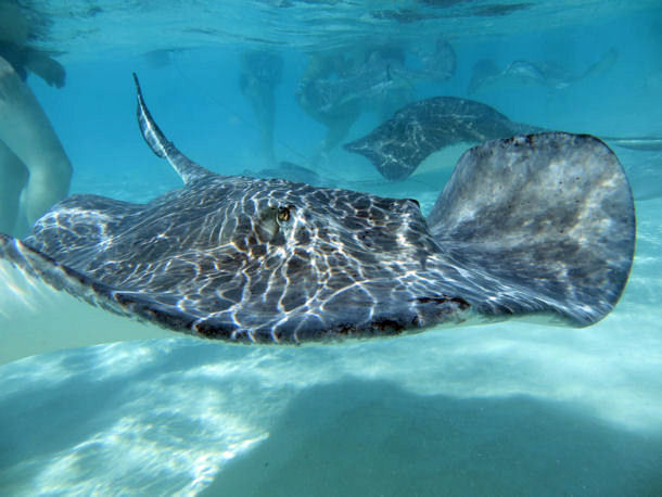 Southern Stingray Dasyatis americana