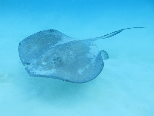 Southern Stingray Dasyatis americana