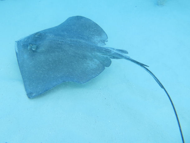 Southern Stingray Dasyatis americana