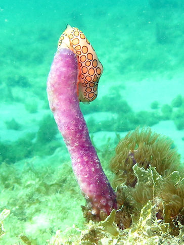 Flamingozunge Grand Cayman