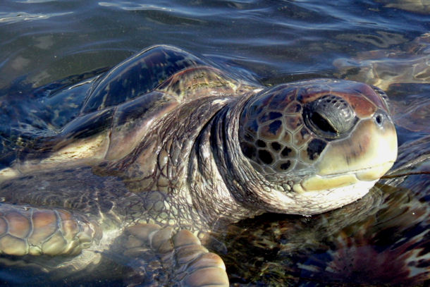 Chelonia mydas