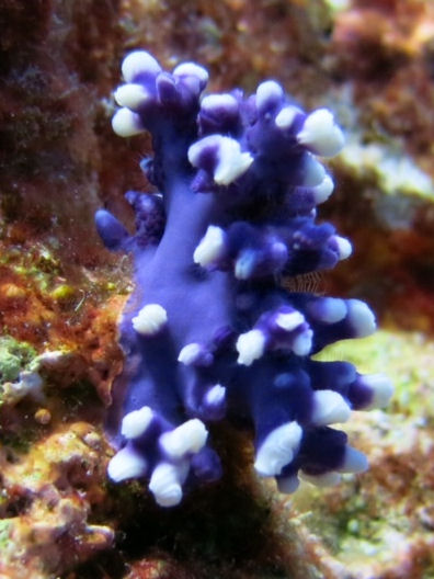 Christmas Island