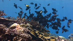 Christmas Island