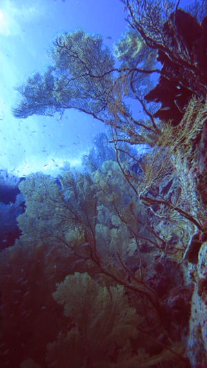 Christmas Island
