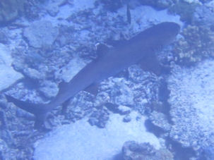 Christmas Island