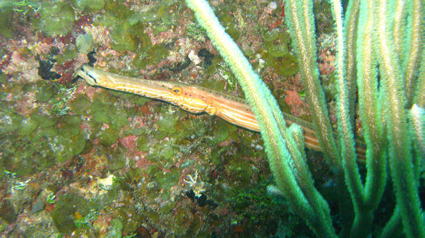 Aulostomus maculatus