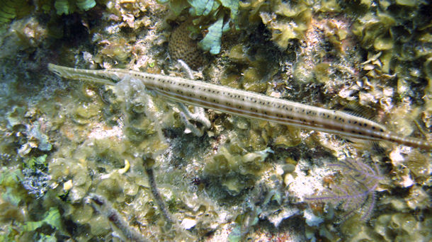 Aulostomus maculatus