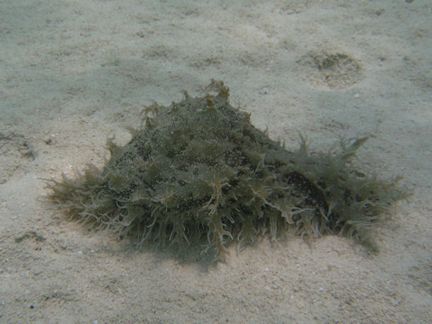 Bursatella leachii