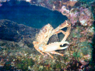 Spider Crab