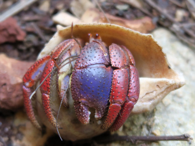 Coenobita clypeatus