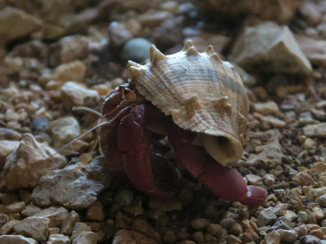 Coenobita clypeatus