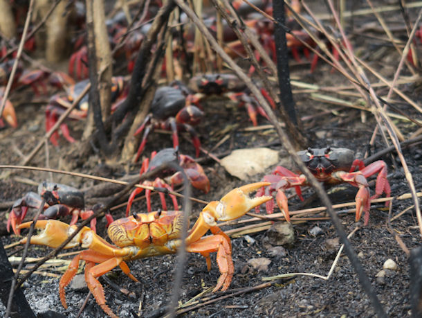 Gecarcinus ruricolas