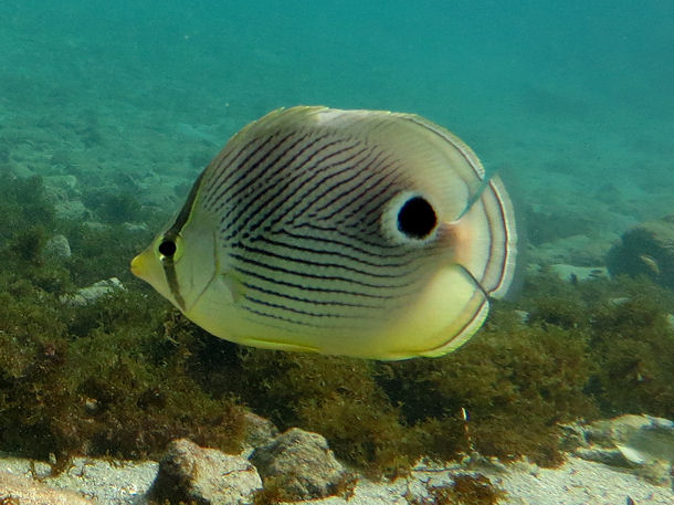 Chaetodon capistratus