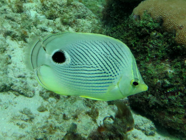 Chaetodon capistratus