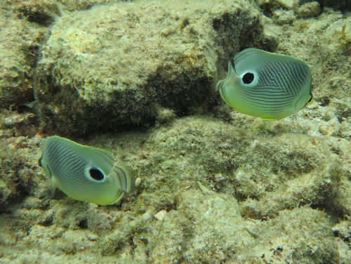 Chaetodon capistratus