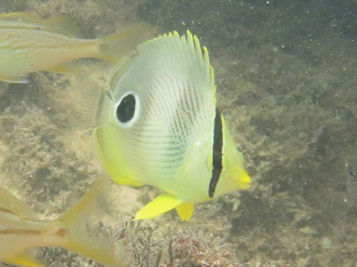 Chaetodon capistratus