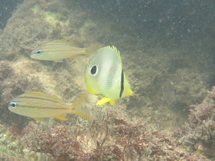 Chaetodon capistratus