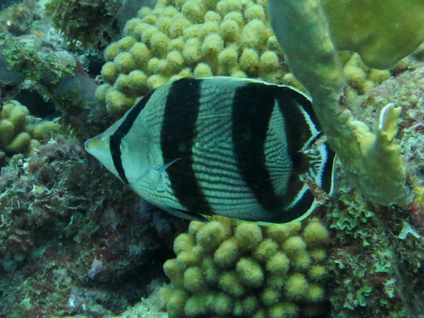 Chaetodon striatus