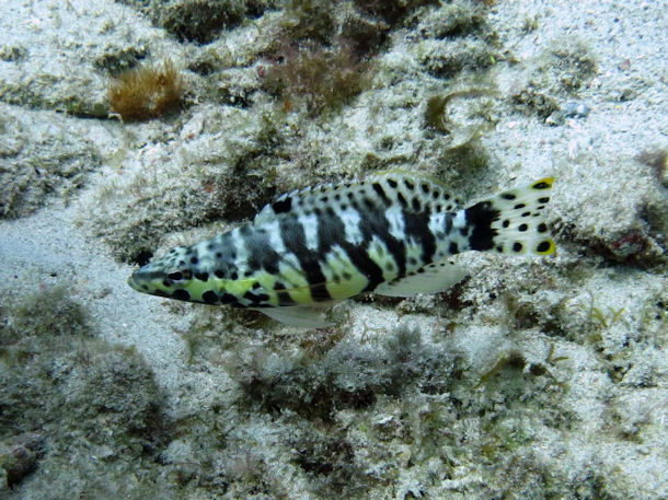 Sgebarsch Serranus tigrinus