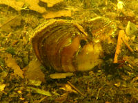 Anodonta cygnea