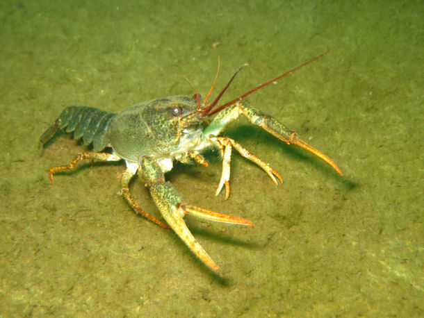 Galizischer Sumpfkrebs Astacus leptodactylus