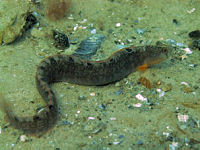 Butterfisch Pholis gunnellus