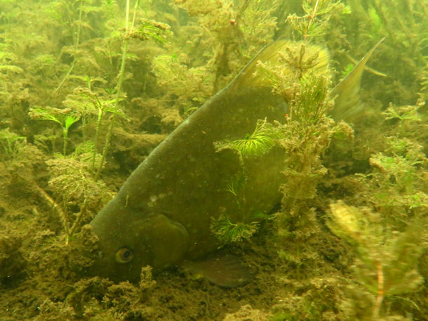 Karausche Carassius carassius