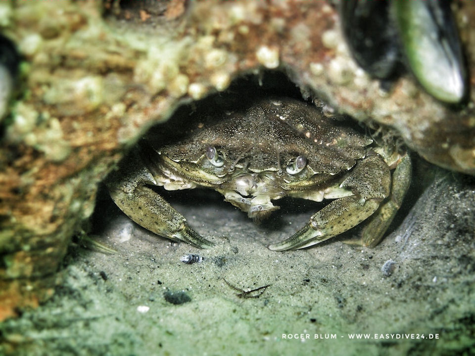 Strandkrabbe Carcinus maenas