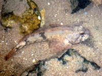 Cottus gobio