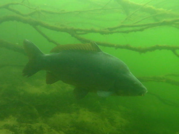 Spiegelkarpfen Cyprinus carpio morpha noblis