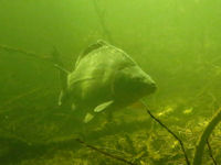 Spiegelkarpfen Cyprinus carpio