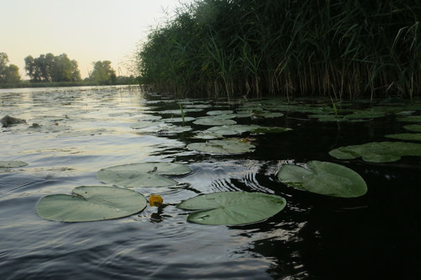 Dreetzer See