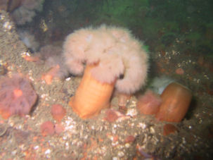 Plumose anemone Metridium senile