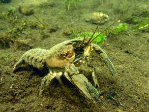 Kamberkrebs Orconectes limosus