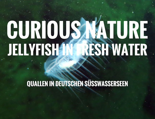 Fresh Water Jellyfish