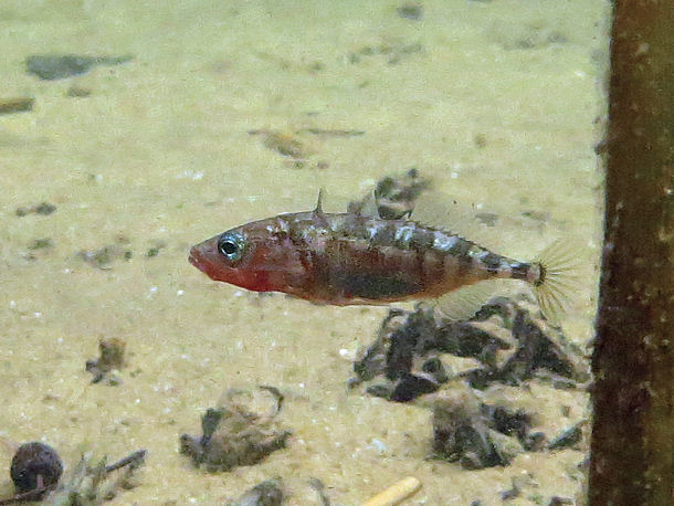 Gasterosteus aculeatus