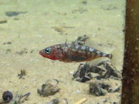 Stichling Gasterosteus aculeatus