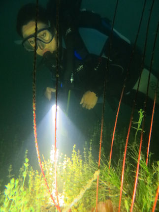 Nachttauchgang im Geiseltalsee