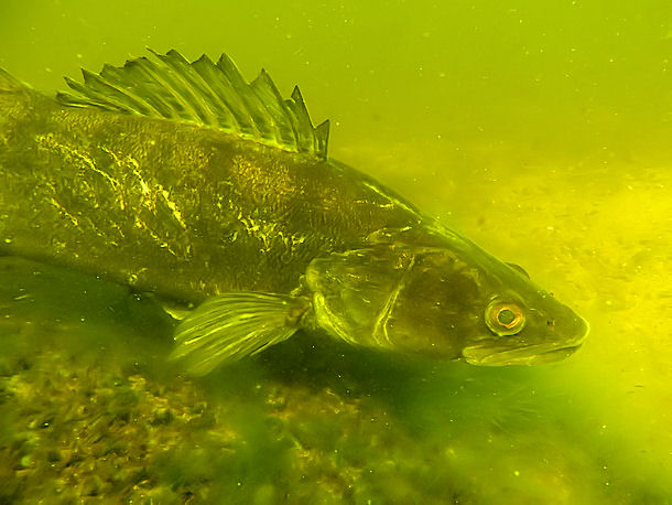 Zander im Gro Vter See