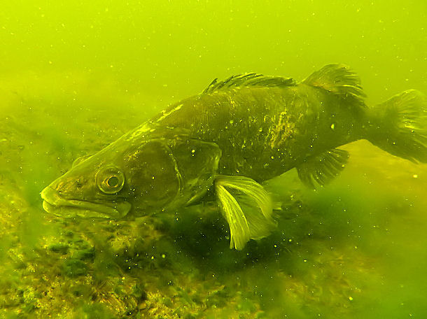 Zander im Grovtersee