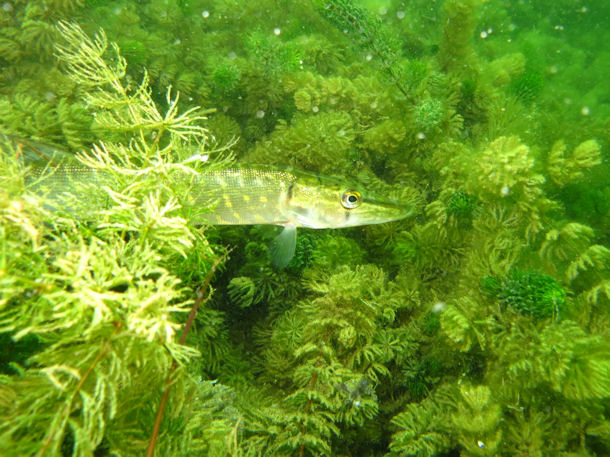 Junghecht im Grubensee