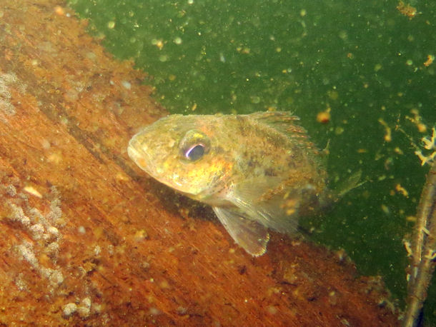 Kaulbarsch Gymnocephalus cernua