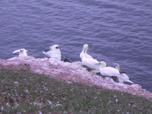 Helgoland