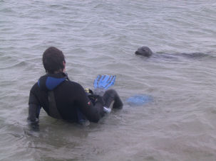 Schnorcheln mit Robben vor Helgoland