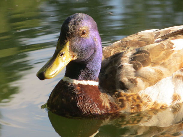 Ente am Karosseriesee