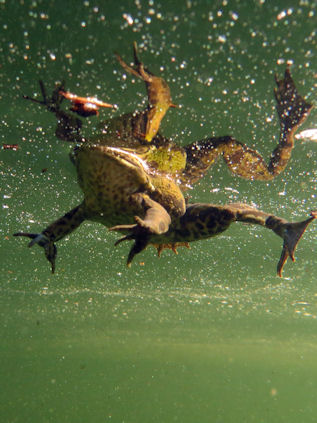 Frosch im Karosseriesee