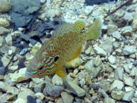 Sonnenbarsch Lepomis gibbosus